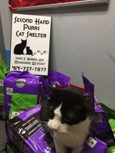 Secondhand Purrs' mascot, King supervised.